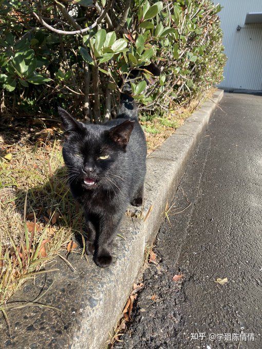 日本九州国际大学毕业证书模板