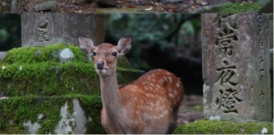 日本广岛女学院大学毕业证书模板  Hiroshima University