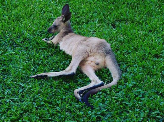 澳大利亚中央昆士兰大学毕业证书样本  Central Queensland University